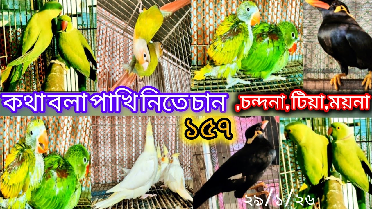 কথা বলা পাখি নিতে চান, আছে চন্দনা, টিয়া, ময়না want to adopt a talking bird, Chandana, Tia, and Myna.