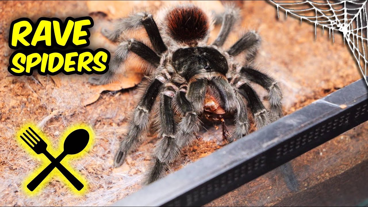 My TARANTULA LOVES to Dance - Feeding time