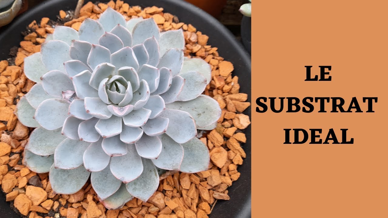 Le substrat idéal pour succulentes / substrat facile pour succulentes