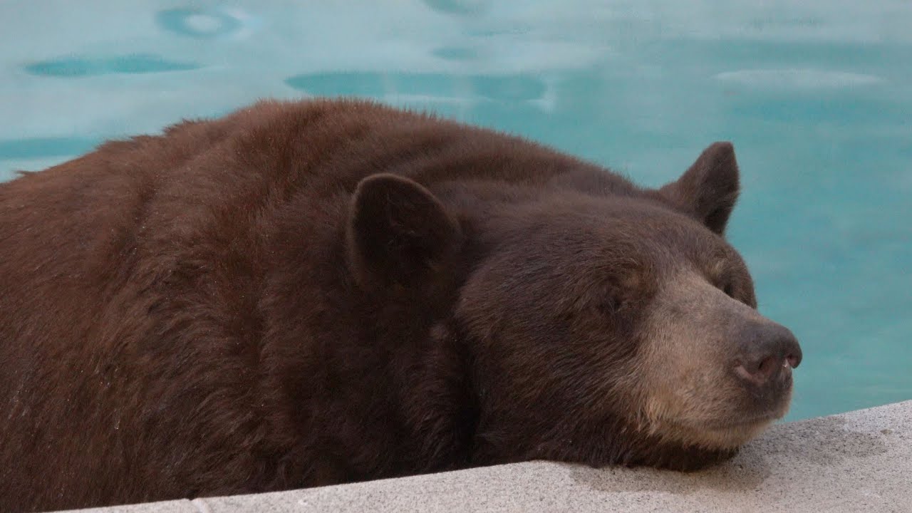 Large bear cools off in swimming pool, early evening