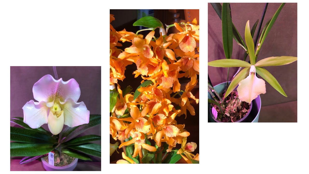 ЦВЕТЕНИЕ ОРХИДЕЙ: Paph. White Lady, Brassavola Jimminey Cricket и новинка в коллекции!