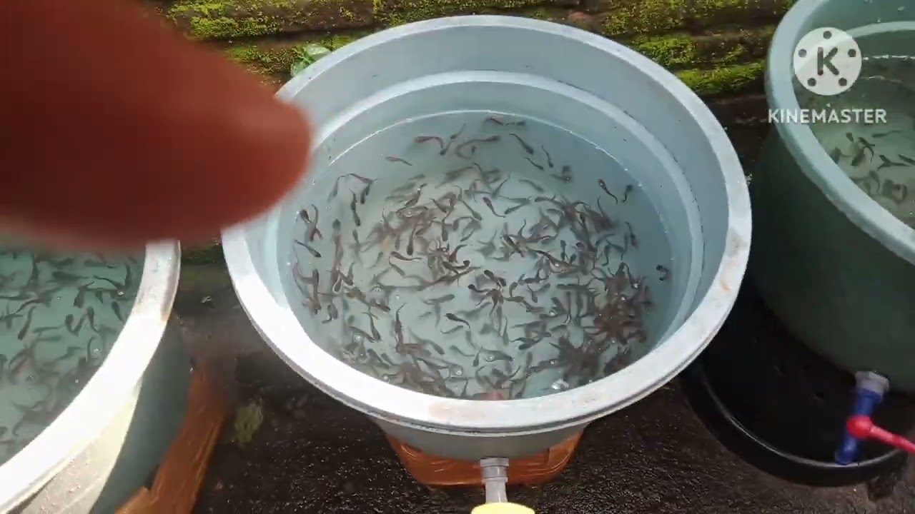 budikdamber lele experimen ke 2 hari ke 3
