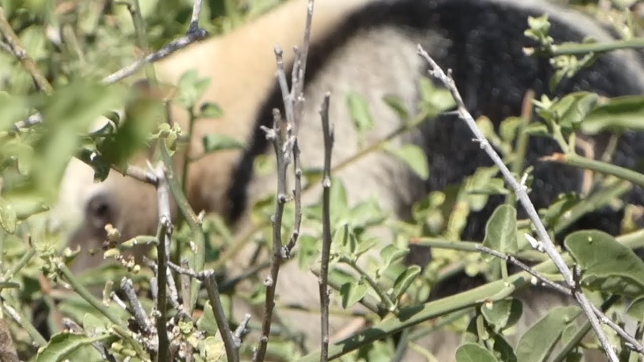 ¡Tamandúa, primer registro histórico para Piedritas! - Serie Biodiversidad del Bosque Seco, EcoSwell