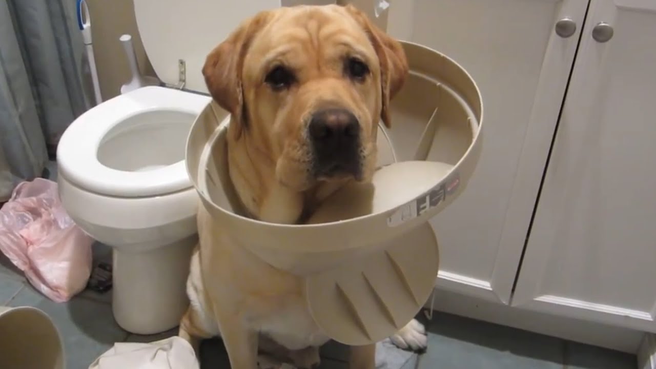 29 самых жутких провалов с собаками: смешные видео с собаками: FailArmy