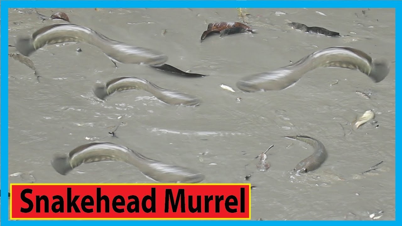 Snakehead Murrel & Village Fish Catching in Muddy Pond as Fishing Village | Fish Corn