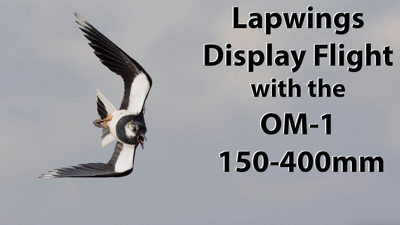 Photographing the Lapwings Display Flight