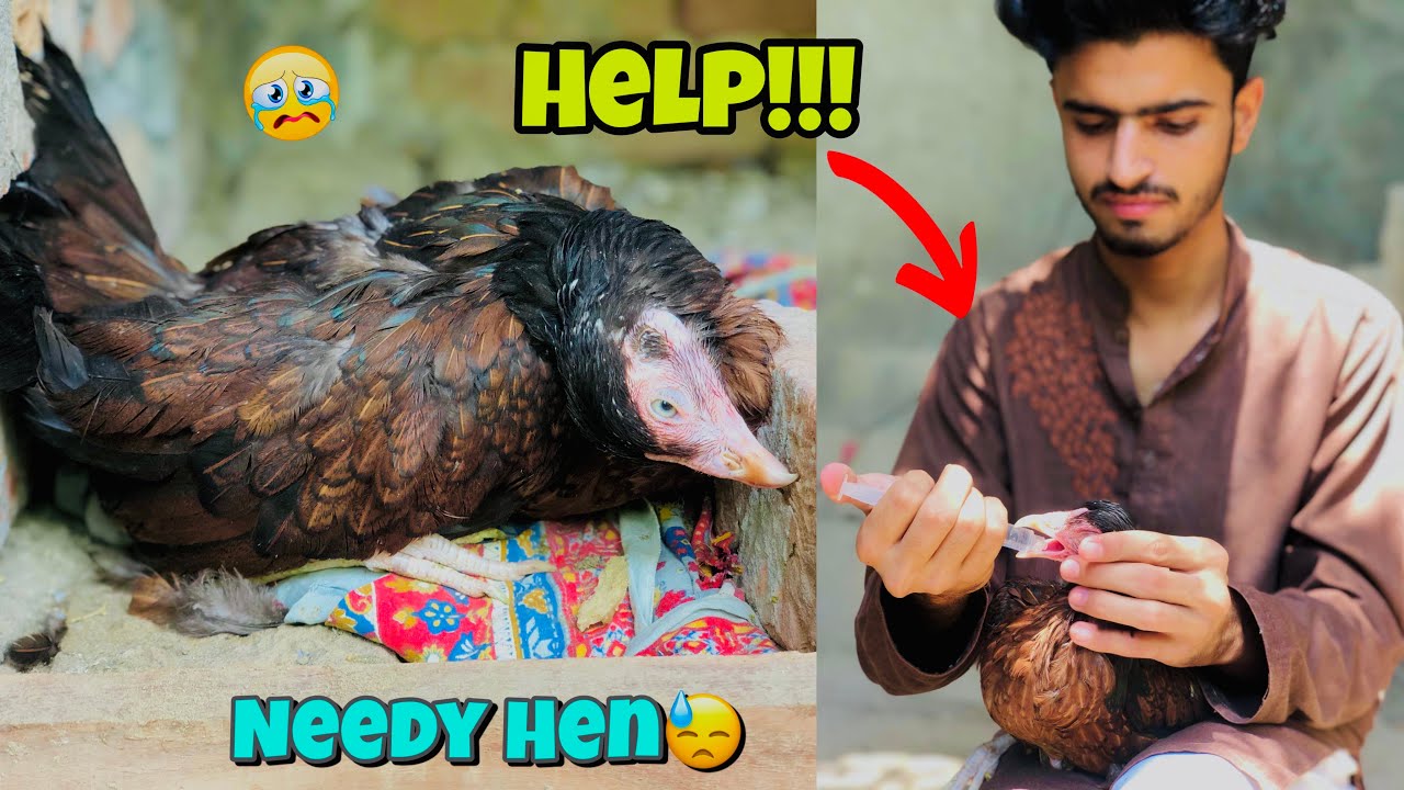 Help to Hen | Aseel Murgi ko lakwa ho gaya | Lakwa ka ilaj | Pets Vlog
