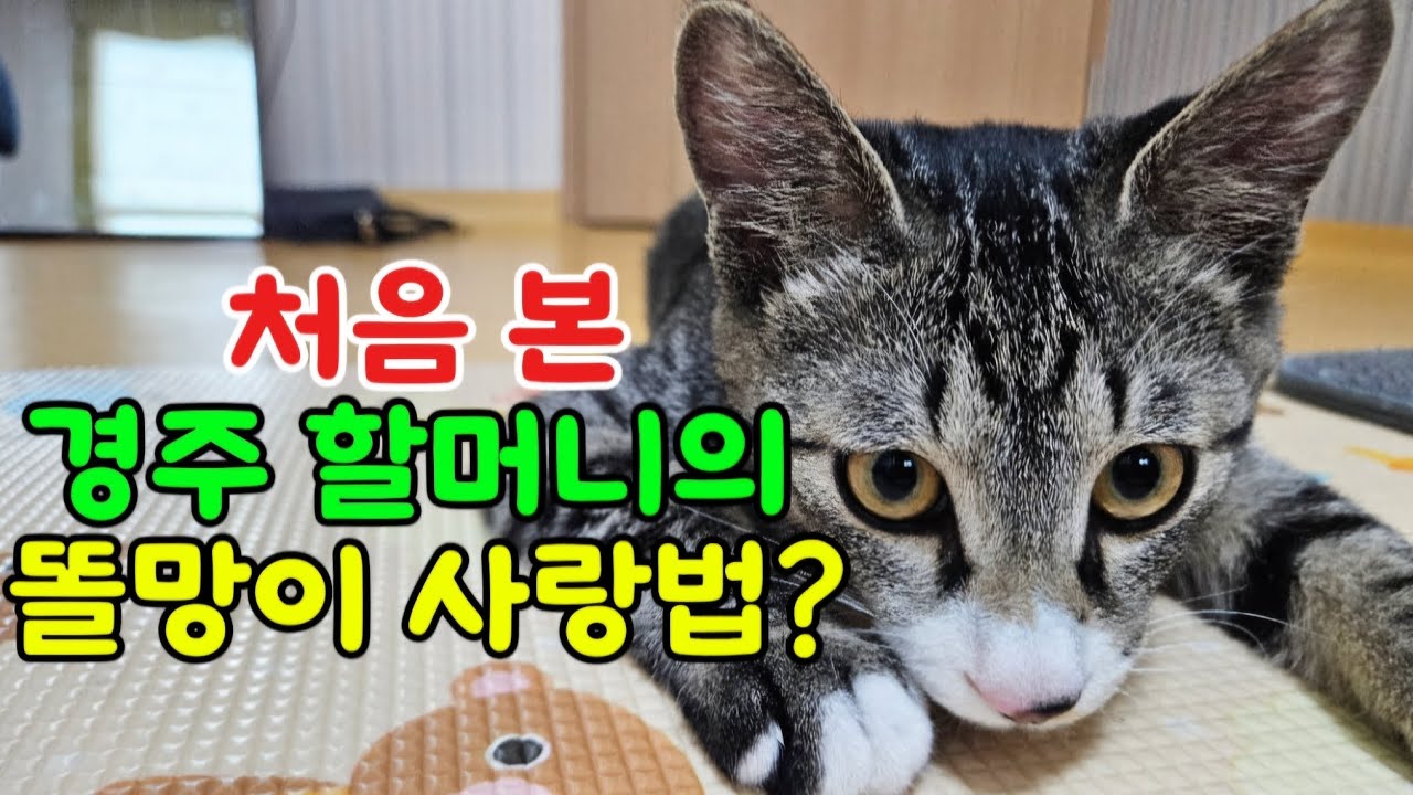 9화 처음 본 경주 할머니의 똘망이 사랑법?(@dolmangday ) #똘망이의하루 #아빠집사 #아기고양이 