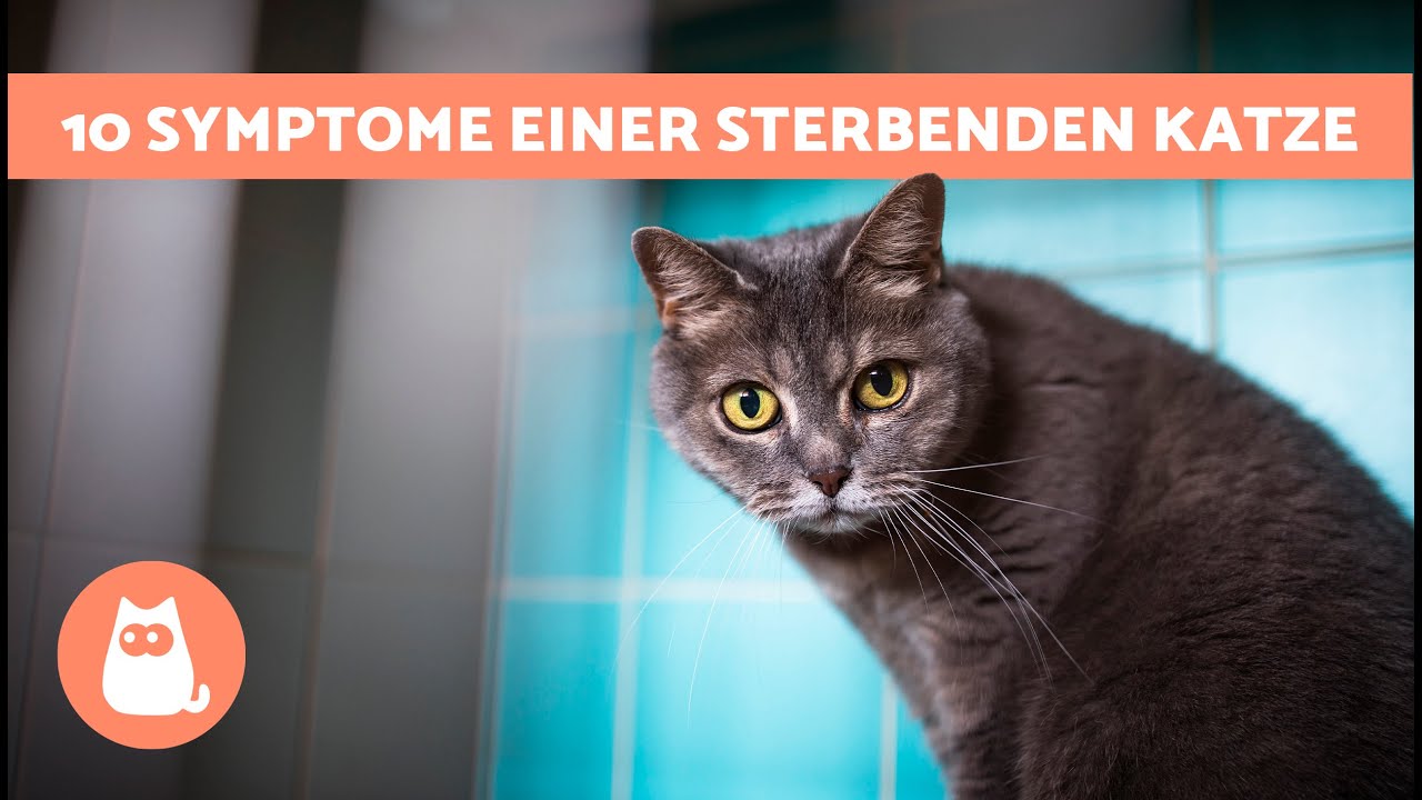 10 SIGNALE Dass Deine KATZE Dabei Ist Zu STERBEN 🐱💔 Wie Du Eine Sterbende Katze Erkennst