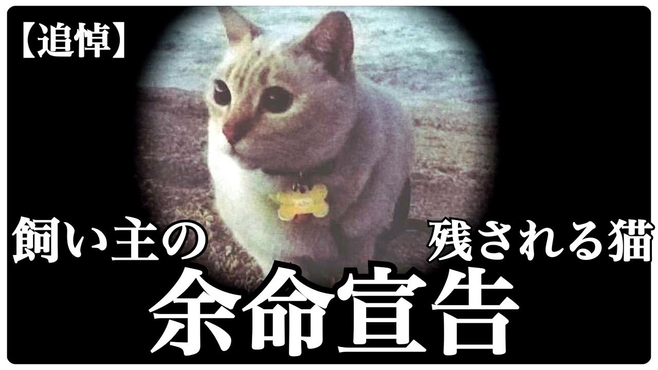 【追悼】余命宣告を受けた飼い主、15年大事に育てた『ミュウ』をみぱね［猫活係］に託す！