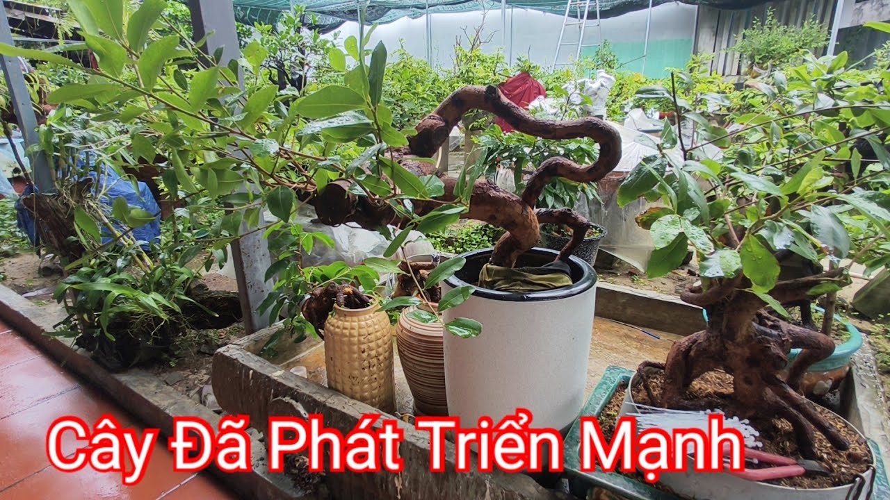 Sau 3 tháng Trồng Cây Phát Triển Mạnh 
