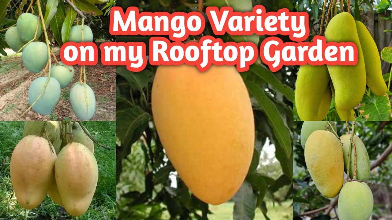 7 сортов манго, которые можно выращивать в небольших горшках #манго