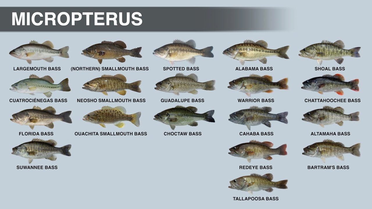 The Sunfish Family | MICROPTERUS Genus
