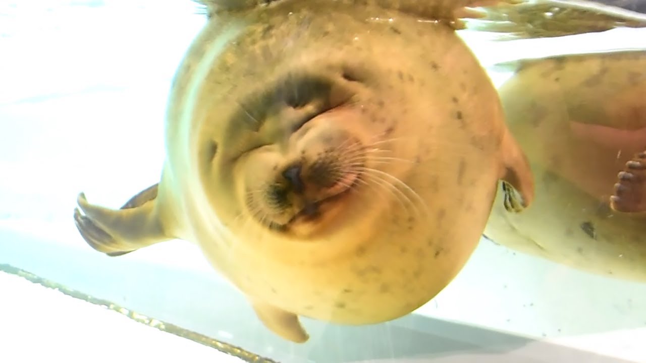 人の手で命の危機乗り越えたアザラシ、公開始まる　Baby seal saved by aquarium in Osaka makes big splash in debut
