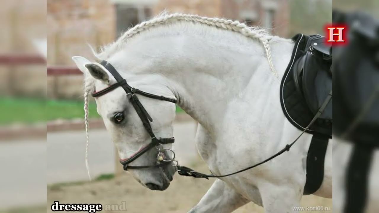 Lipizzan Horse – The Elegant Star of Classical Riding