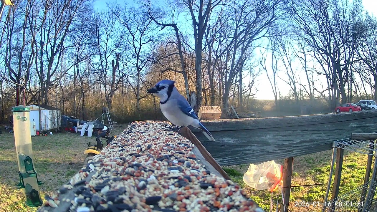 Birds ASMR 01/16/2026 continued 