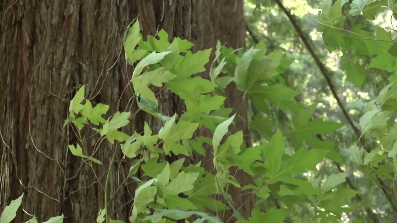 Hike Butano State Park with Latino Outdoors!