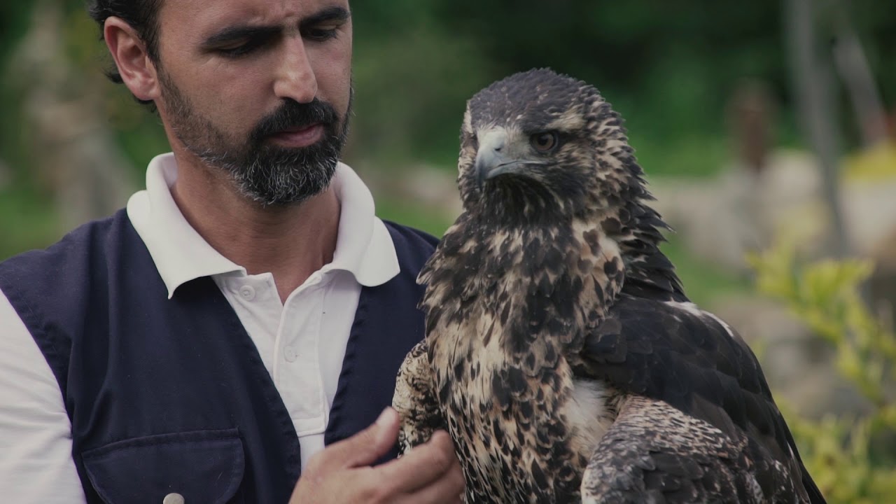 BioContacto: Rehabilitación de Vida Silvestre