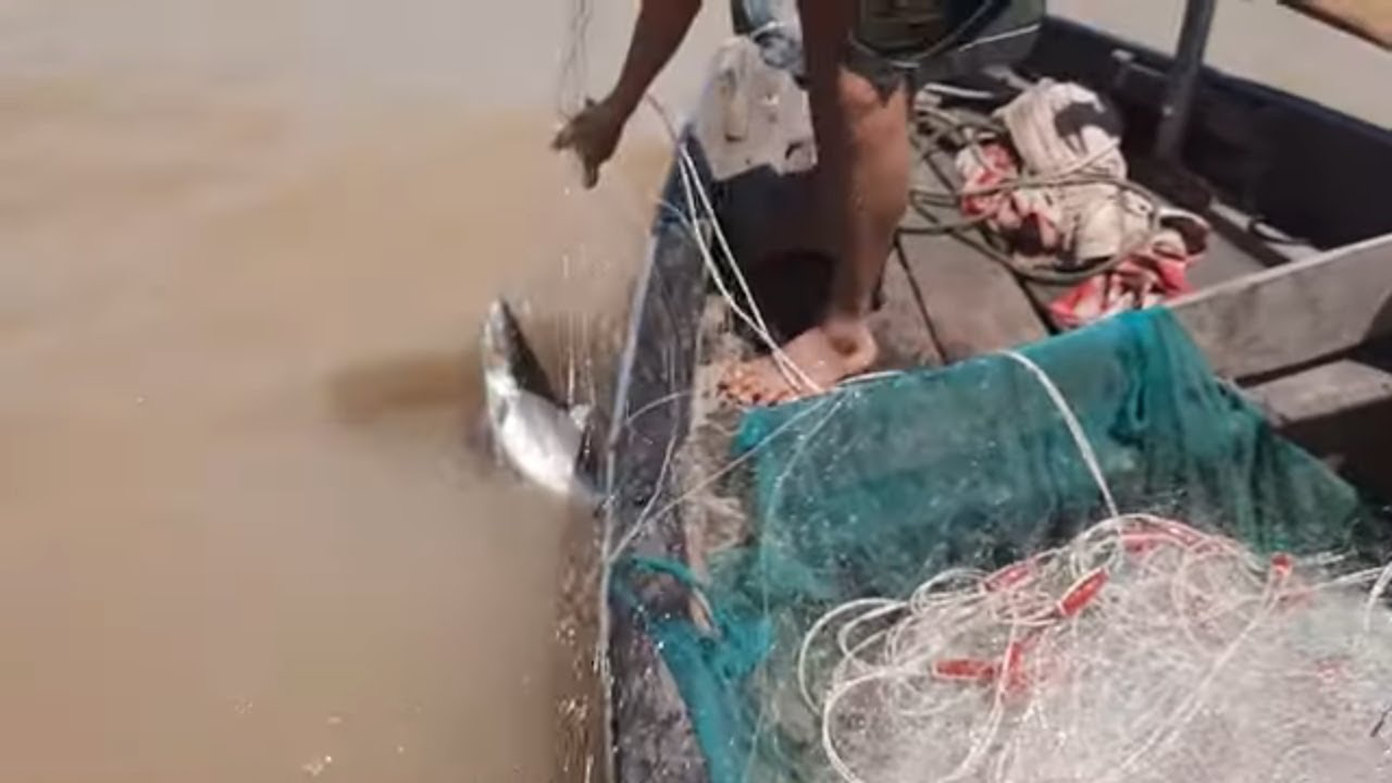 Ngư Dân Sông Tiền giăng Lưới Dính Cá Mập Lắc Qúy Hiếm # SĂN BẮT ĐỒNG THÁP #