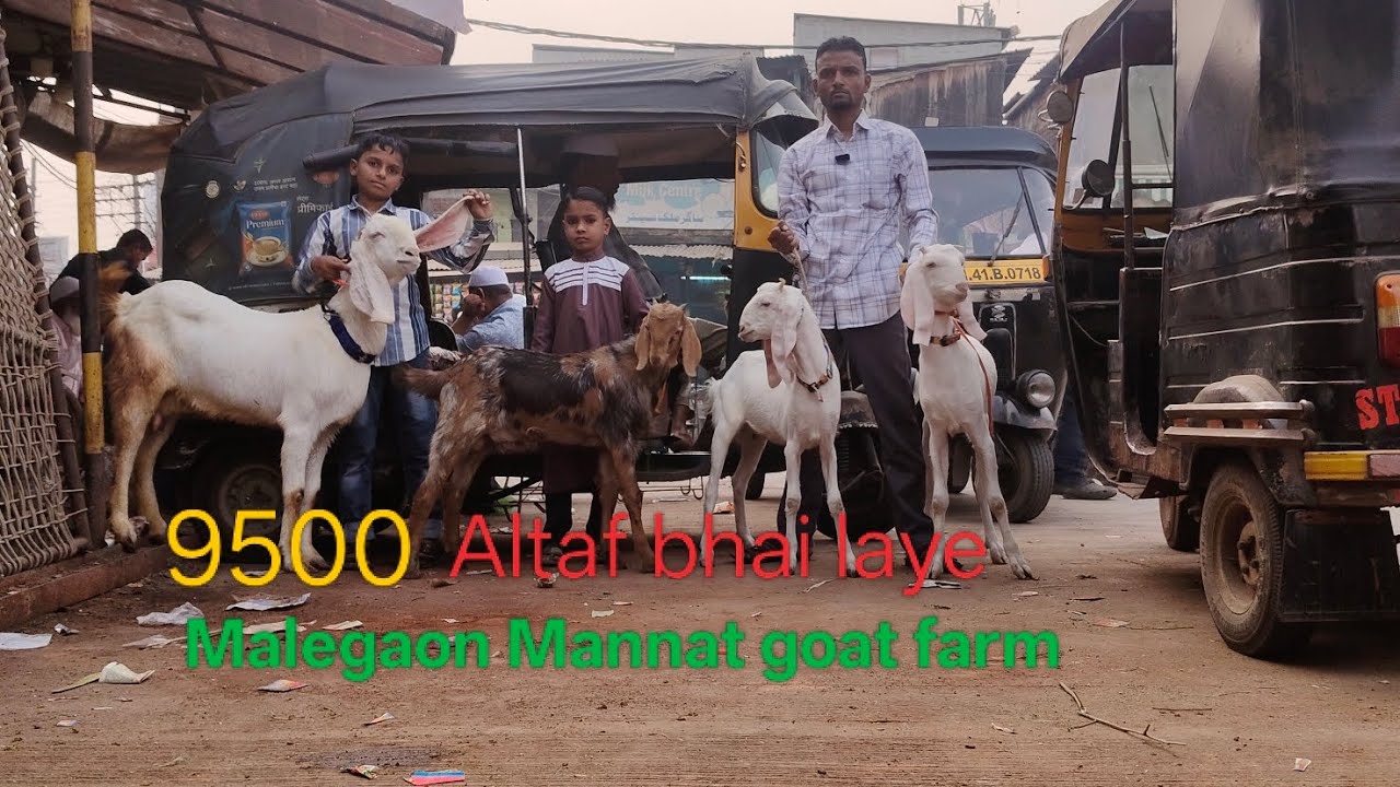 Altaf bhai fir se Aaye Sojat or Ganga pari Female Hauntel offer mein #goat #animals #goatfarming 