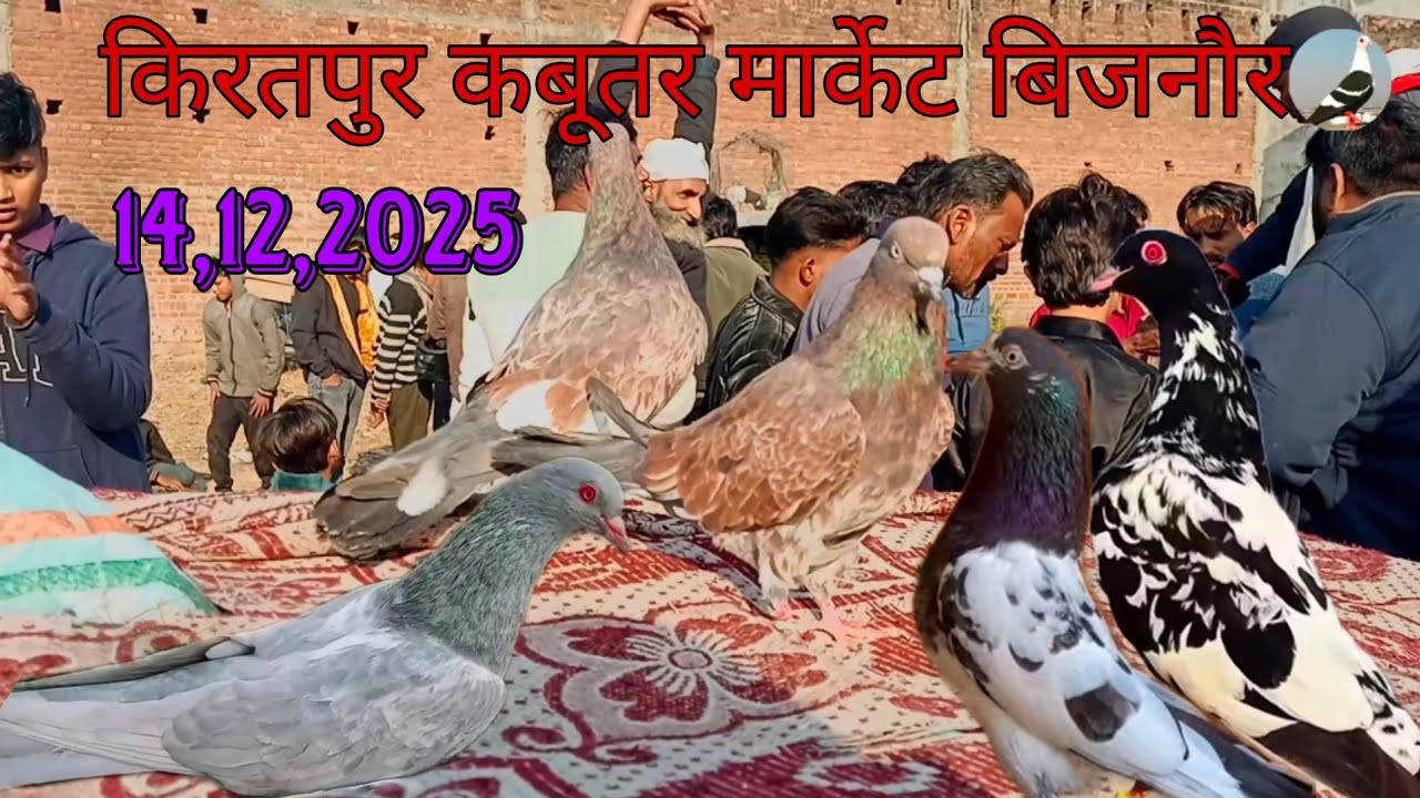 KIRATPUR KABUTAR BAJAR JILA BIJNOR कबूतर बाज़ार की पूरी सच्चाई | Rates & Breeds | Pigeon Bijnor