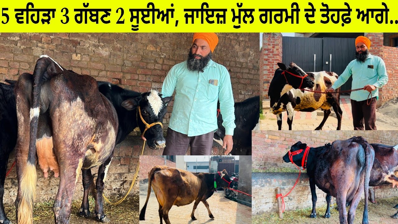 5 ਵਹਿੜਾ ਵਿਕਾਊ 2 ਤਾਜ਼ੀਆਂ ਸੂਈਆਂ/ 3 ਗੱਬਣ ਤਿਆਰ/ ਪਿੰਡ ਸਰਾਲੀ ਮੰਡ/ ਤਰਨਤਾਰਨ 