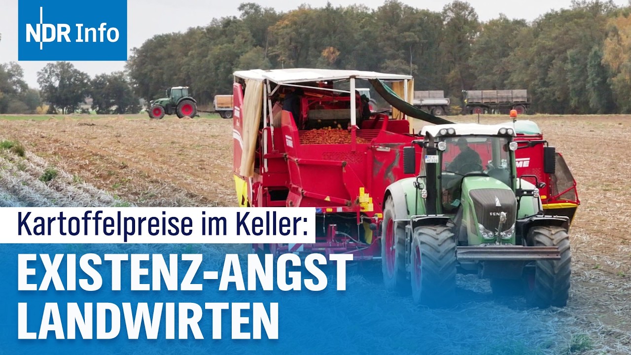 Kartoffel-Überangebot: Rekordernte bringt Preise zum Absturz – Landwirte vor Verlusten | NDR Info
