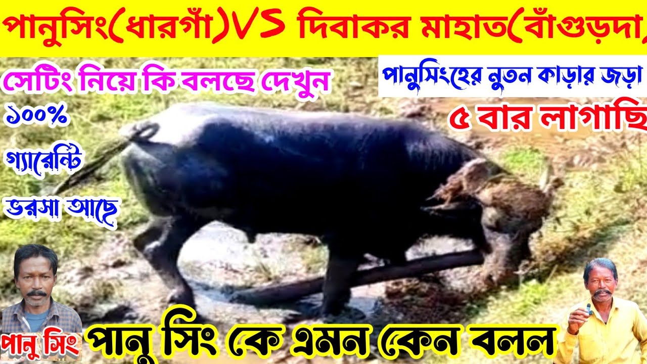 পানুসিং(ধারগাঁ)VS দিবাকর মাহাত(বাঁগুড়দা)নুতন কা*ড়ার জড়া,সেটিং নিয়ে কি বলছে,পানুসিংকে এমন কেন বলল