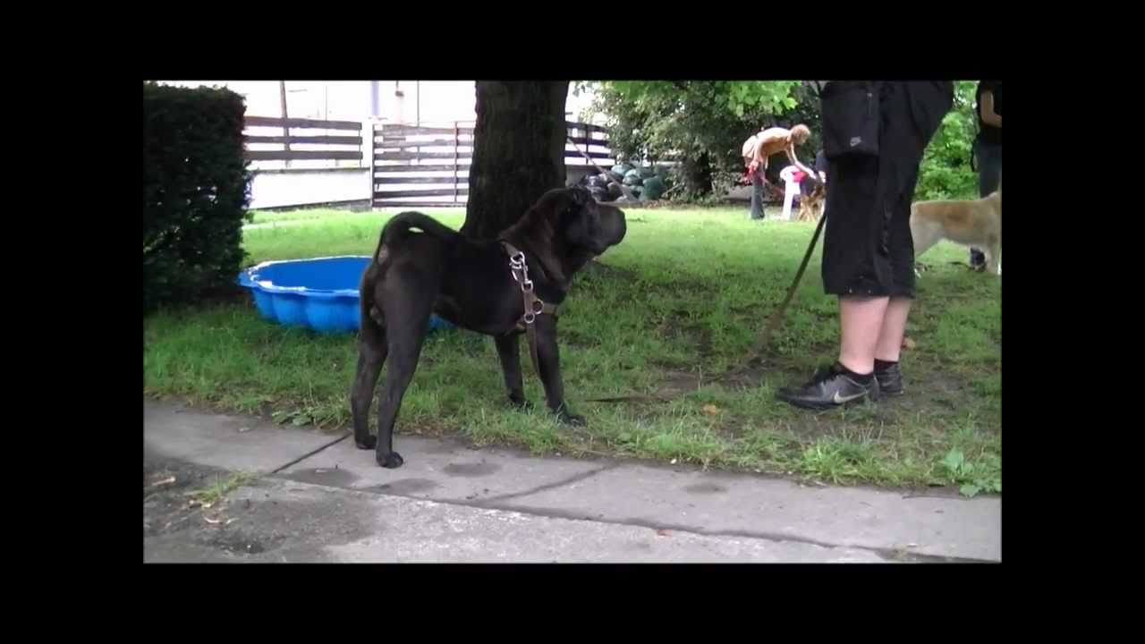 DogMasters : shar-pei, początki nauki