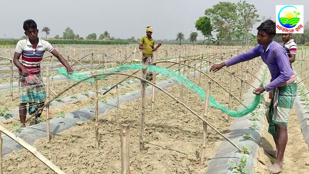 বারোমাসি তরমুজের মাঁচা তৈরী পদ্ধতি। কিভাবে সুতা ও নেট মাচায় সেট করবেন এবং মোট কত টাকা খরচ হবে?
