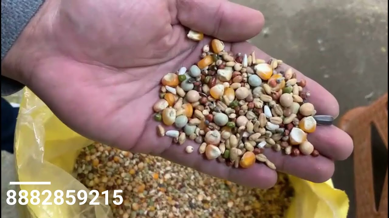 KABOOTAR KO KHANE ME KYA DE || SUPER BREEDING PIGEON FEED REVIEW ||