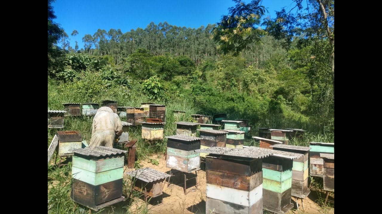 FUI DAR UMA FORÇA MEU AMIGO - Apiario com 40 caixa 🍯🍯🍯