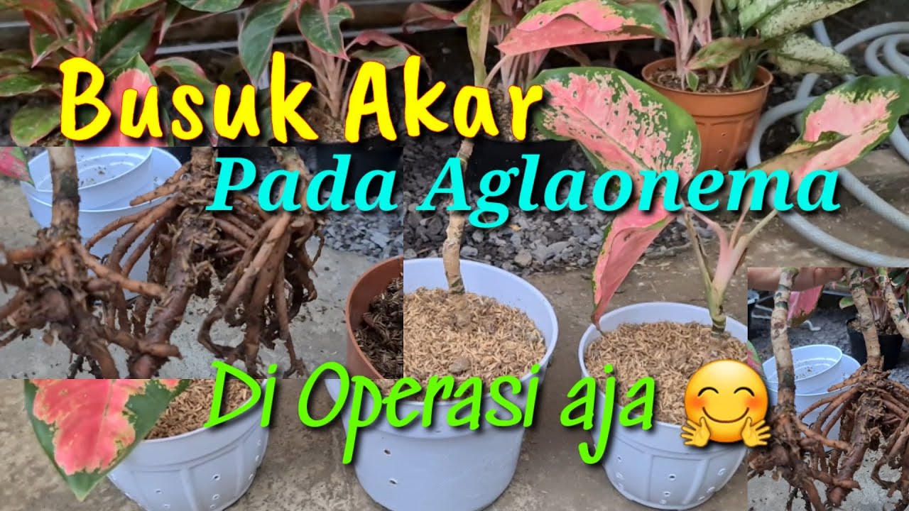AGLAONEMA BUSUK AKAR (Cara Menangani Akar Lonyot)