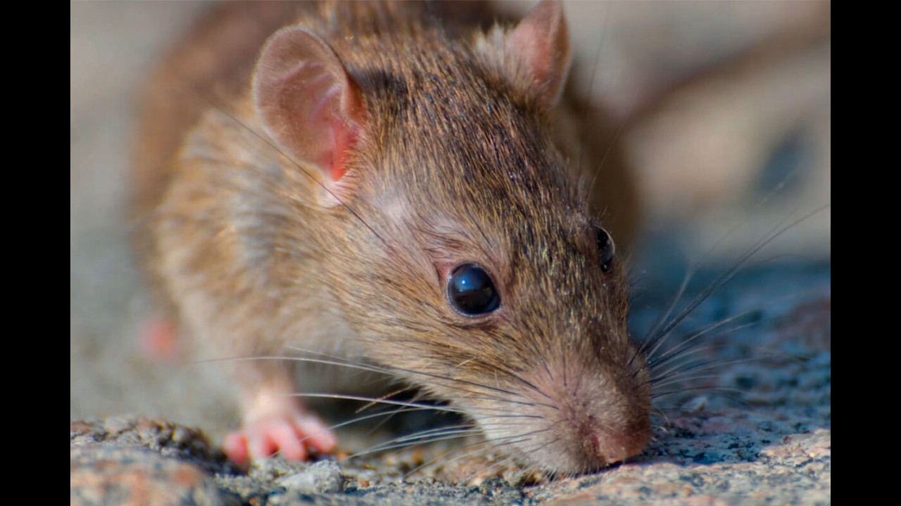 Leptospirosis: qué es, cómo se transmite y medidas de prevención