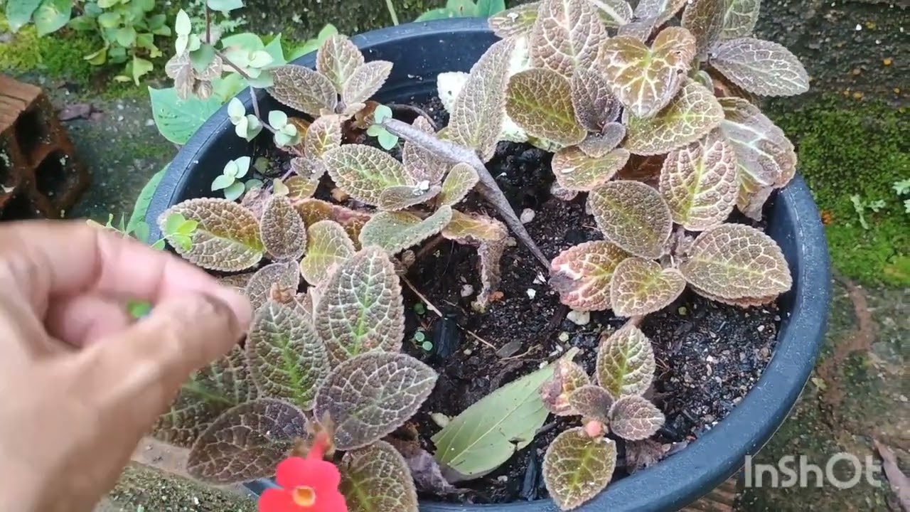 Venham ver minhas plantas pendentes comigo 🥰