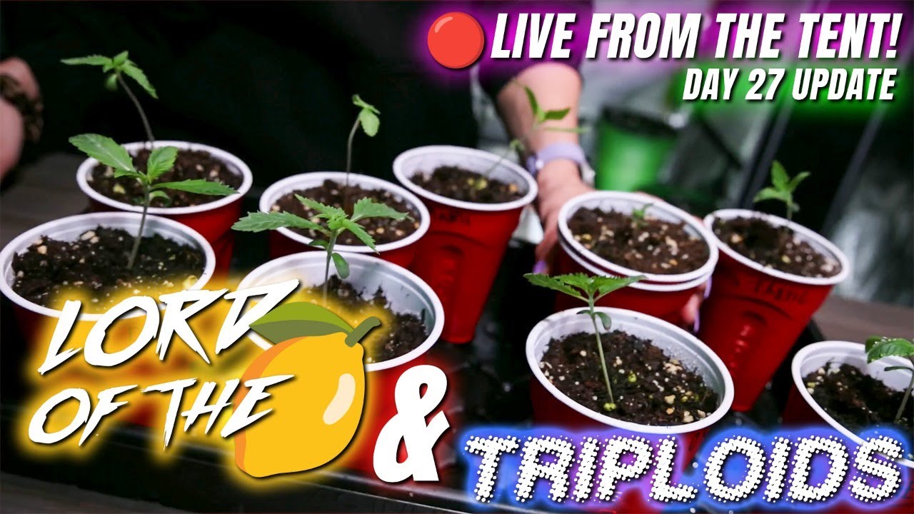 Grow Update! Triploids, Lord of the 🍋 Day 27