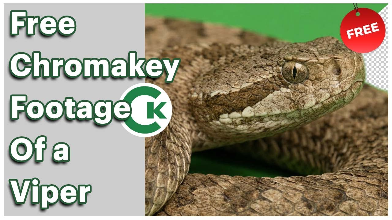 Free Viper Green Screen Footage | Snake Chroma Key Video