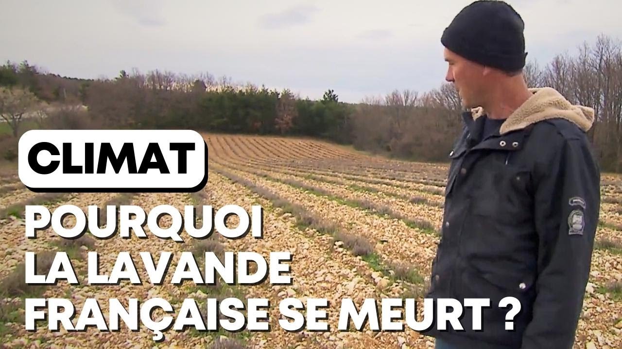 Climat : la lavande française se meurt ?