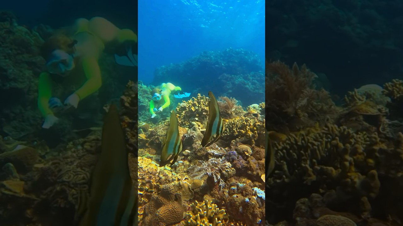 Freediver intrigued by batfish #freediver #freediving #batfish #underwater #beach #swim #ocean #sea