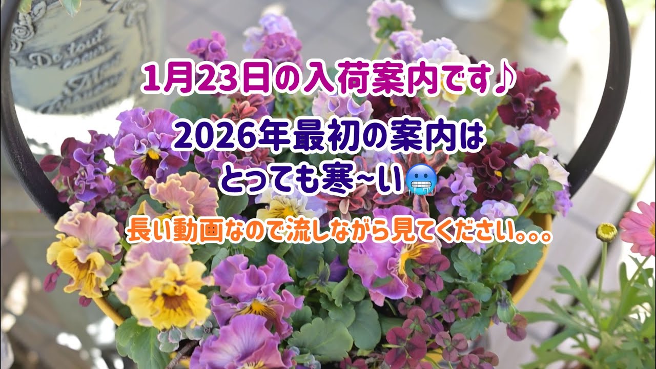 2026年1月23日の入荷案内です。　長い動画なので流しながら見てくださいね。。。