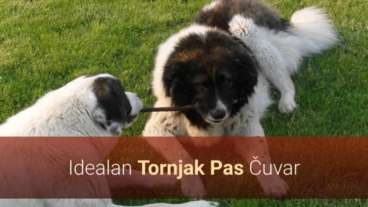 Idealan Tornjak Pas Čuvar – Slike I Karakteristike Tornjaka 🐕