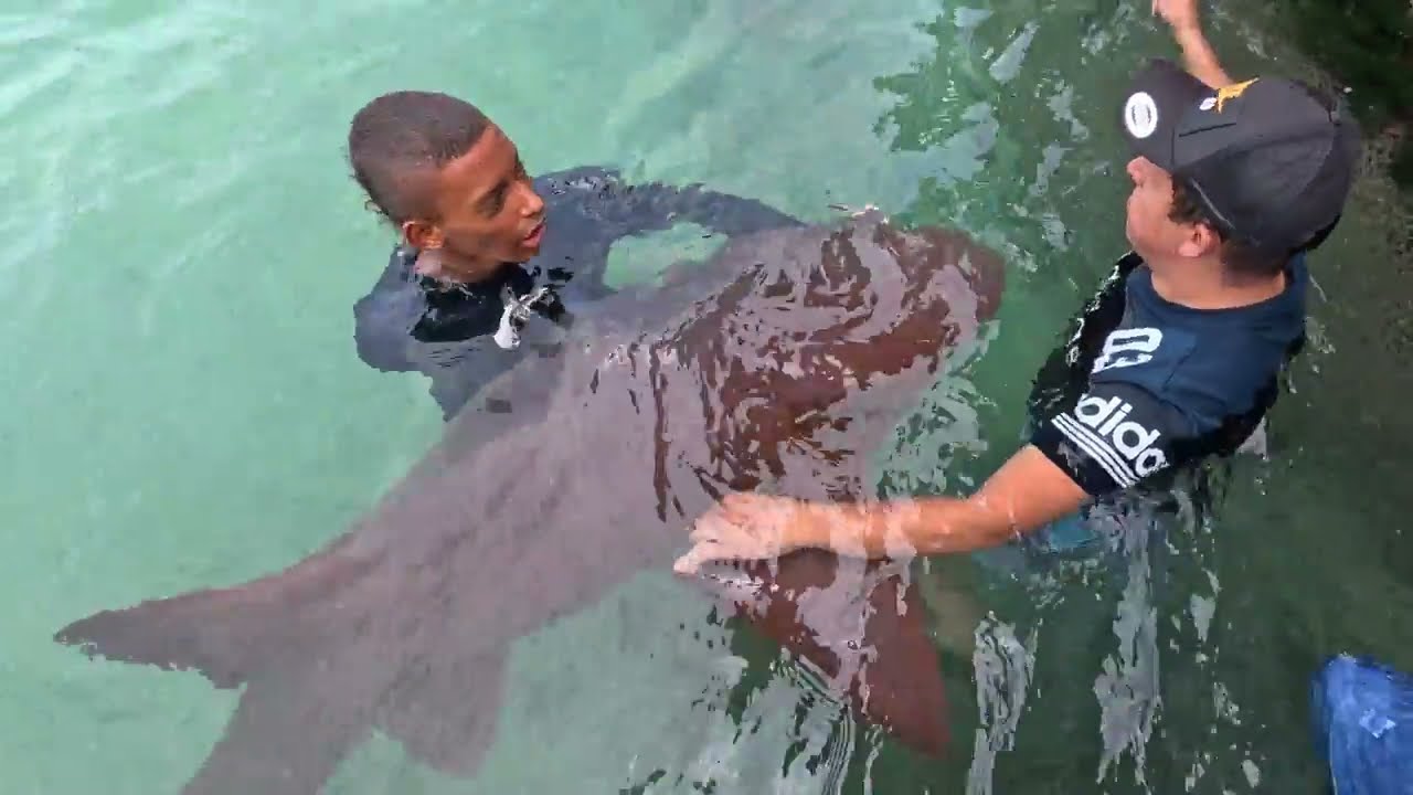 Plus Ultra Santa Cruz del Islote Shark