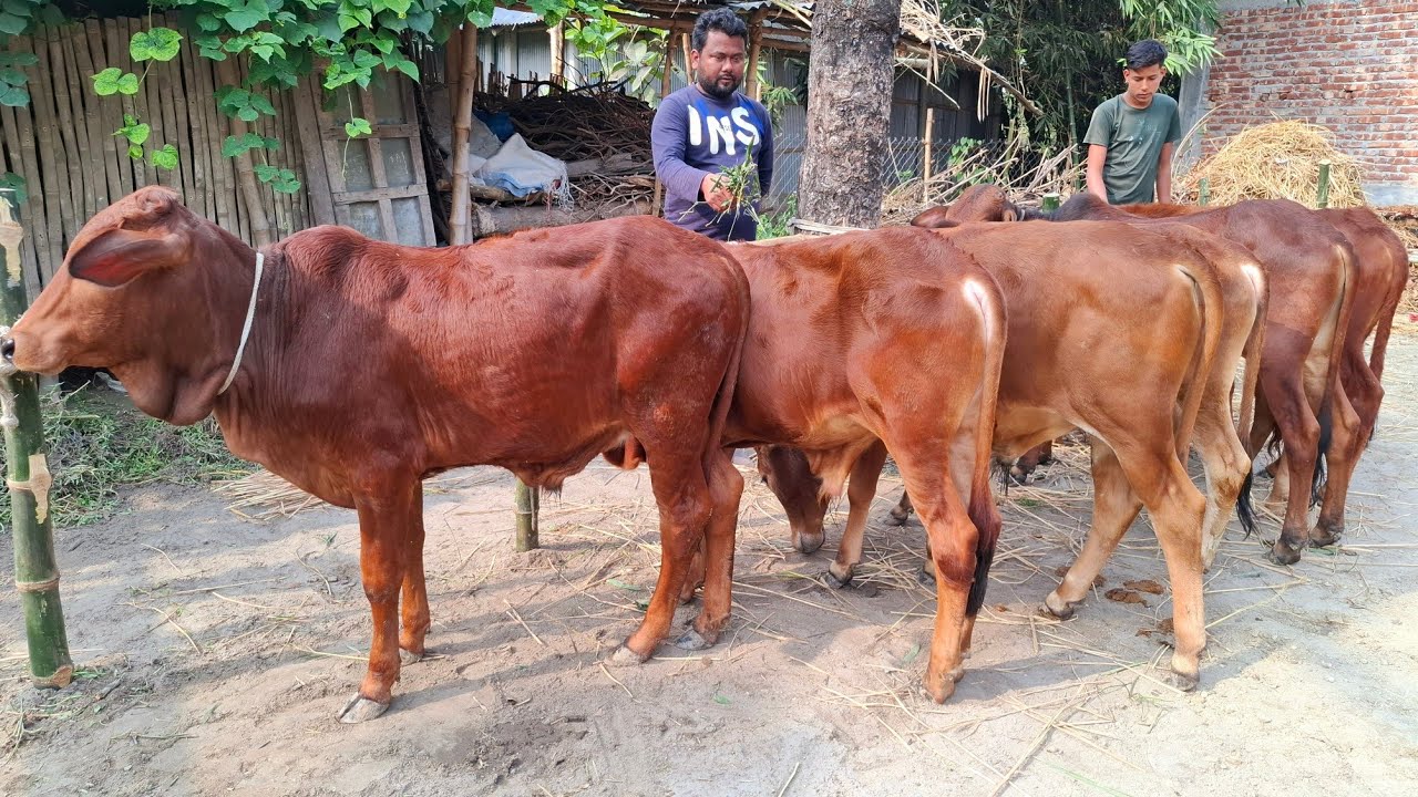 আজ ১লা জানুয়ারি | ধামাকা অফারে প্রচুর চাহিদা সম্পন্ন শাহিওয়াল ষাঁড় বাছুরের প্যাকেজ | দিনাজপুর