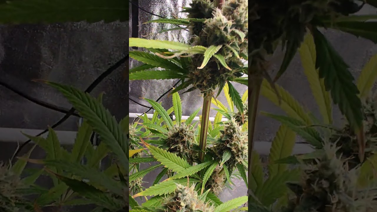 Original Oreoz 🍪#Growers Choice - Flowering Day 66 #CrazyHills