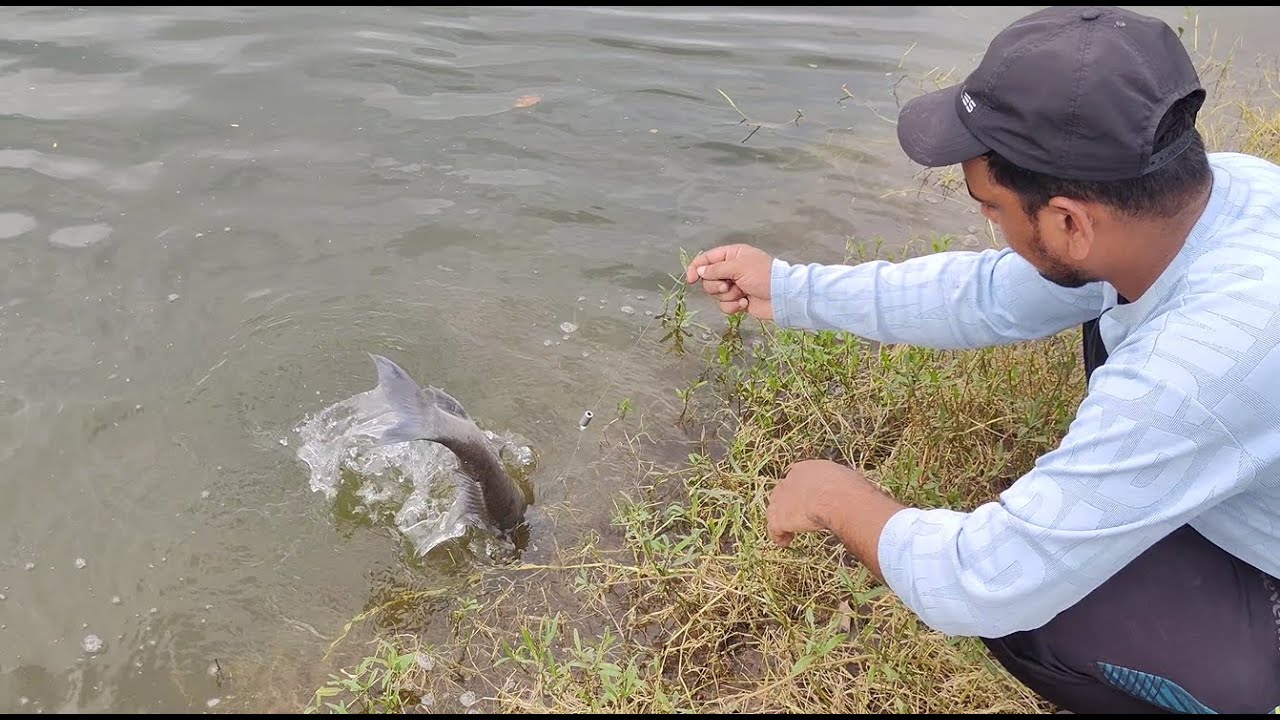 Fishing video Rohu  Katla Tilapia Fishing  Feeder and Gucha gal Fishing