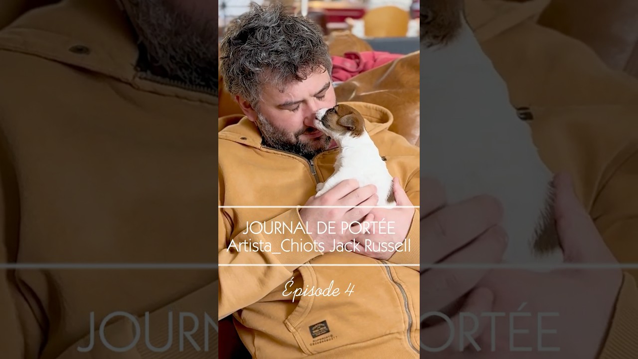 Période 3-4 semaines de nos chiots Jack Russell à l’élevage 