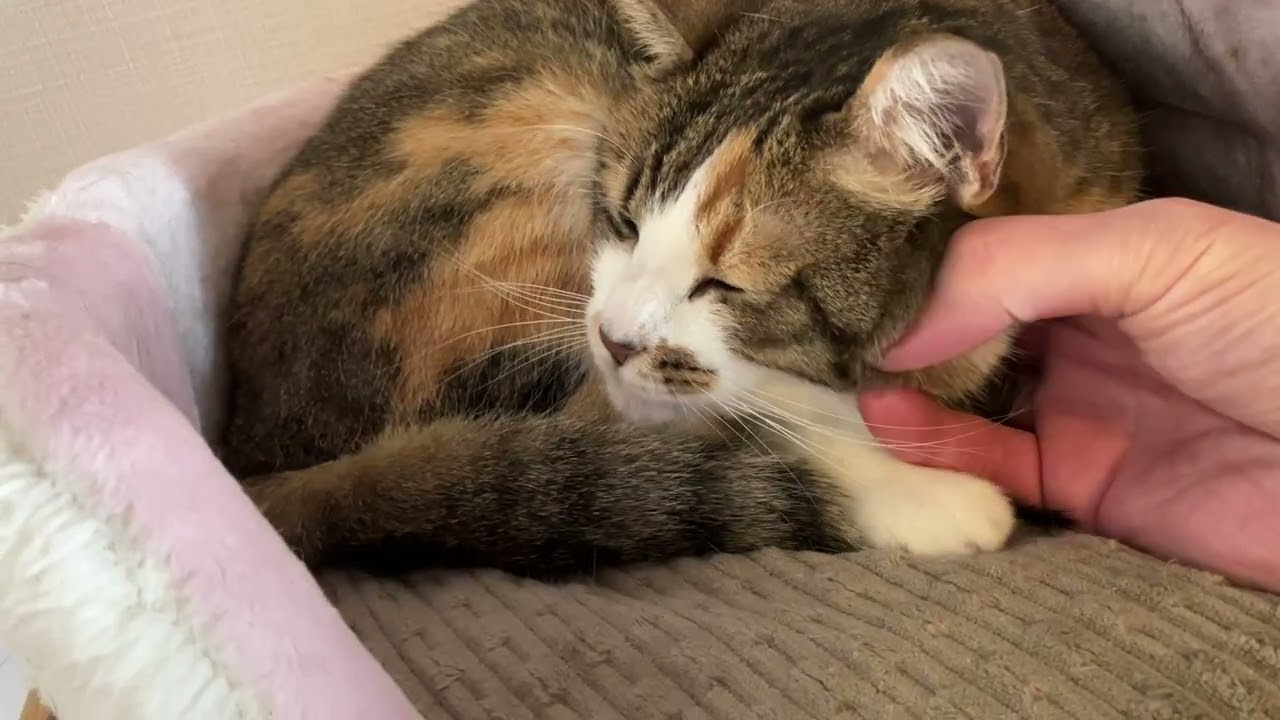 もうすぐ冬も終わりですね 見附市の『ほご猫カフェねこまち』さんに行ってきた