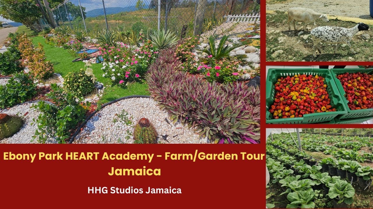 Ebony Park HEART Academy Farm/Garden Tour || JAMAICA