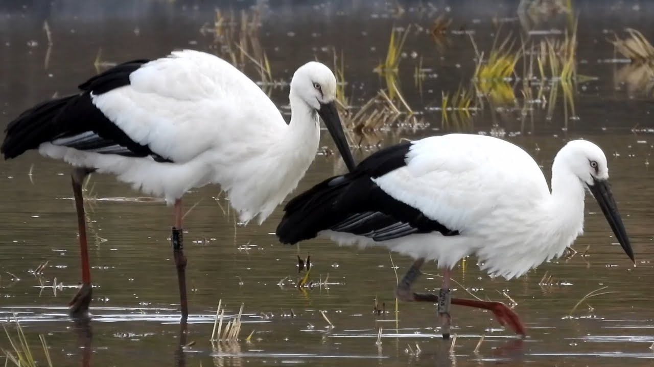 コウノトリ ② 4K / Oriental Stork