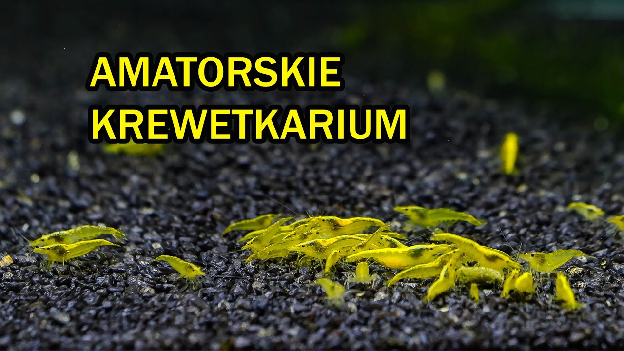 Zakładanie prostego krewetkarium dla krewetek NEOCARIDINA MIX